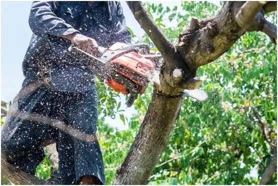 tree services Catawba